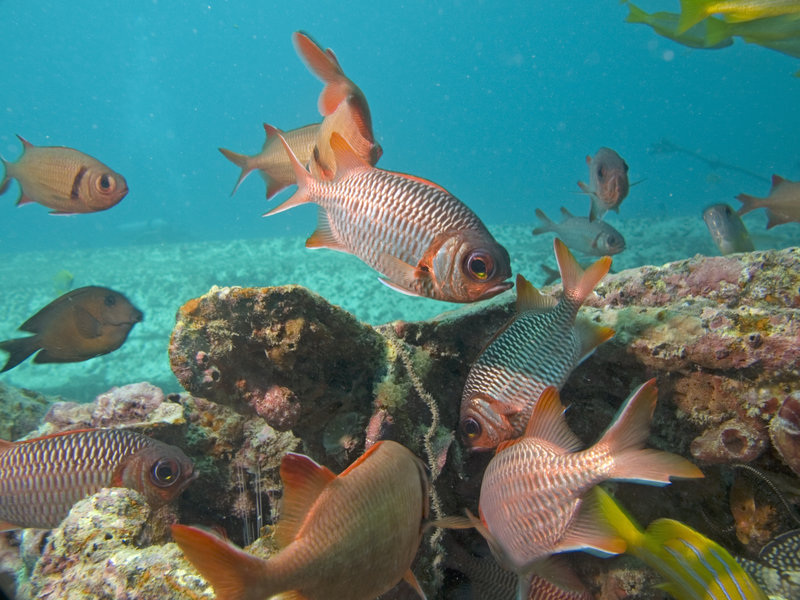 Squirrel fish, Seaventures House Reef